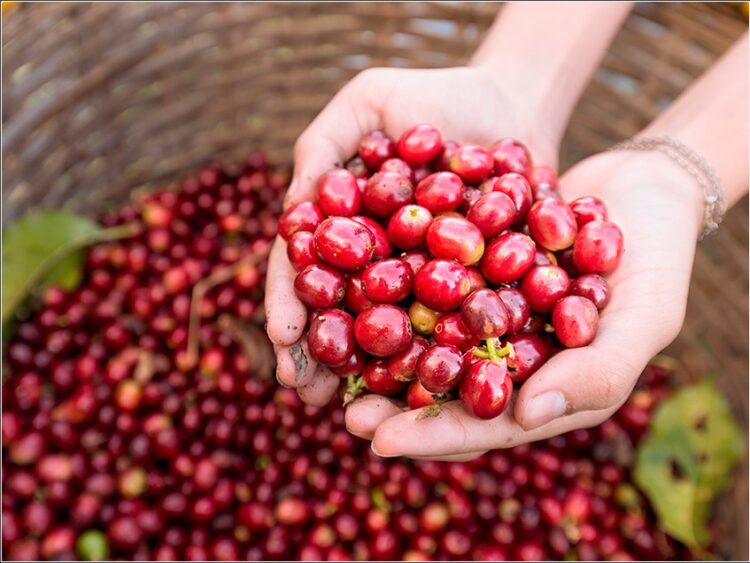 Levantamento da Conab estima produção de café em 54,74 milhões de sacas na safra 2023