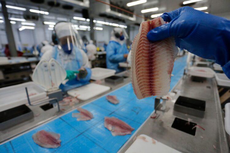 Nova edição da Análise Conjuntural do Ipardes aponta bom cenário para tilápia do Paraná