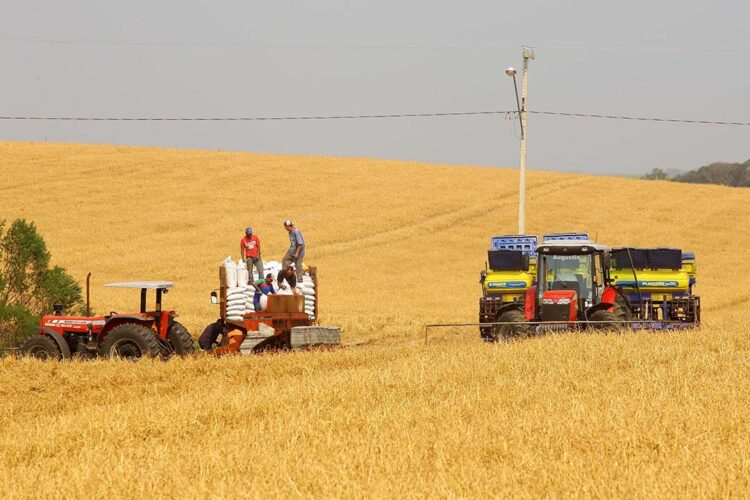 Agricultura prevê aumento de 38% na safra de grãos, estimada em 46,85 milhões de toneladas