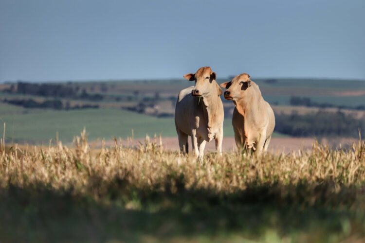 Primeiros dias de atualização cadastral obrigatória de rebanhos fecha com 13,9% de registros