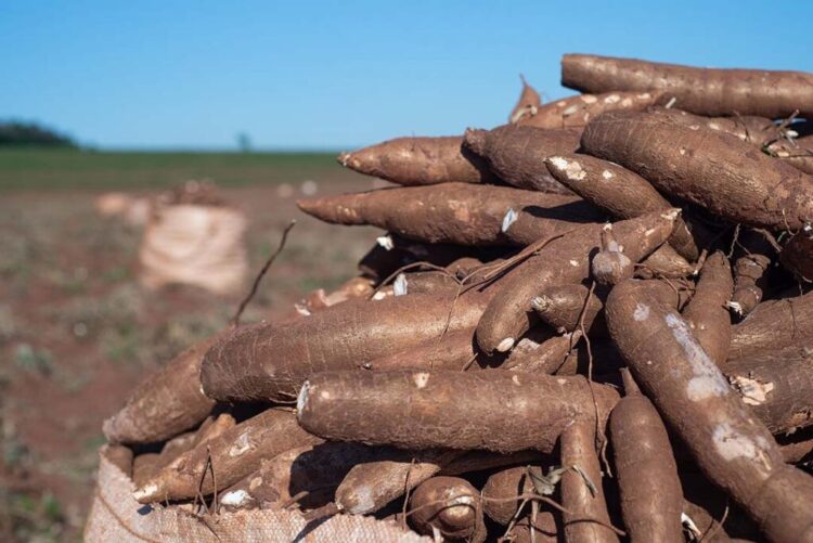 Menores oferta de raiz e rendimento de amido  comprometem produção de fécula em 2022