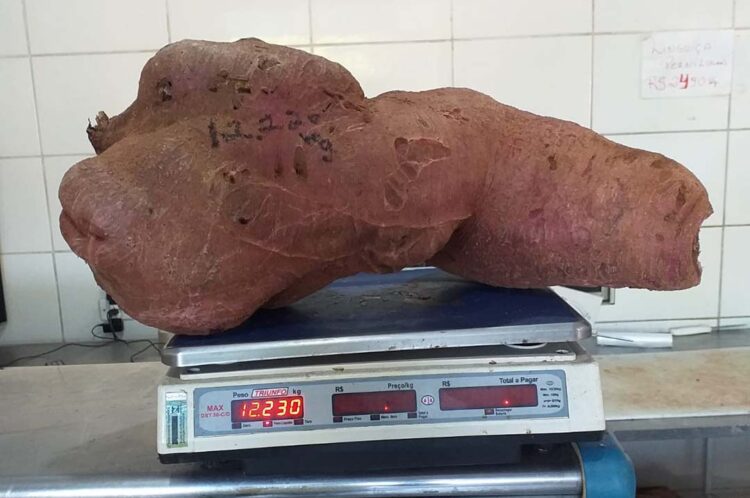 Morador do Distrito de Sumaré colhe batata doce de mais de doze quilos