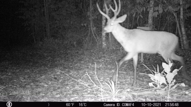 Ameaçado de extinção, cervo-do-pantanal é visto na Região Noroeste