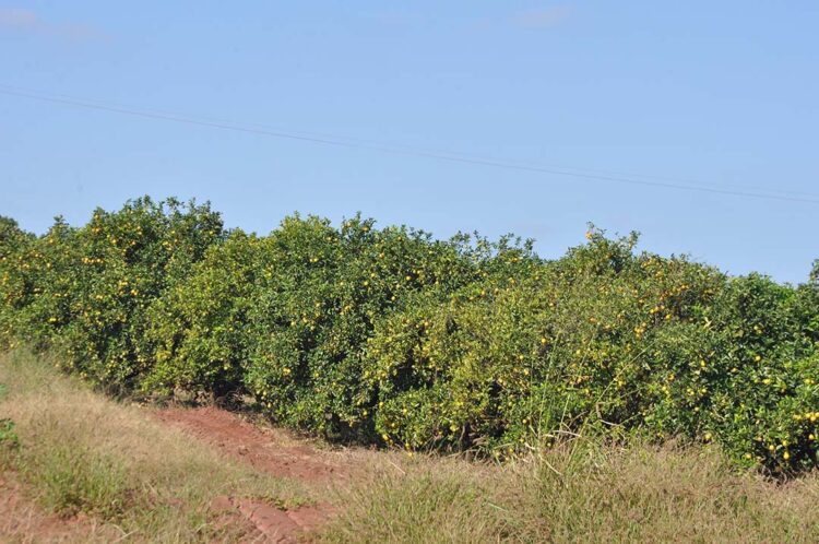 Seab promete plano de ação emergencial  para conter avanço do greening no Noroeste