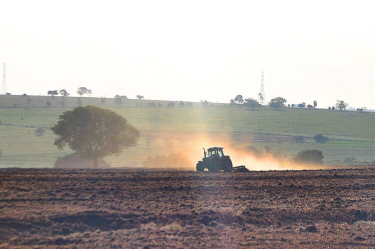 Projeto-piloto em Paranavaí busca  aprimorar técnicas de cultivo de mandioca