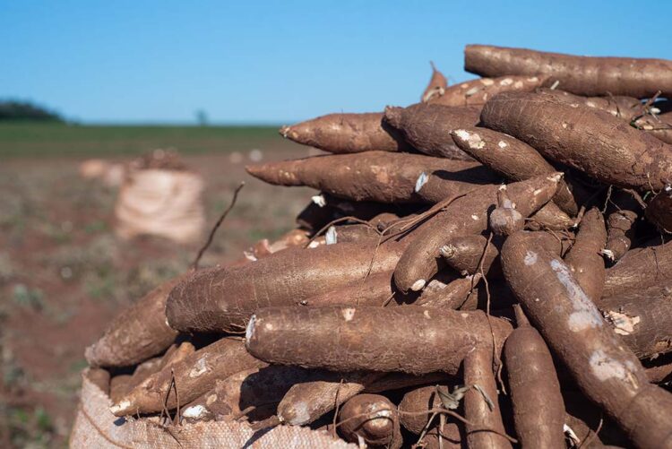 Quatorze empresas devem participar da missão empresarial do SIMP à Tailândia