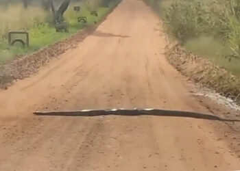 Sucuri de aproximadamente cinco metros é filmada no Porto Maringá