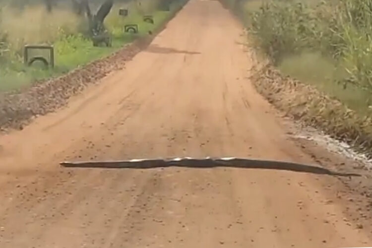 Sucuri de aproximadamente cinco metros é filmada no Porto Maringá