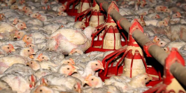 Mapa orienta estados a declararem estado de emergência zoossanitária