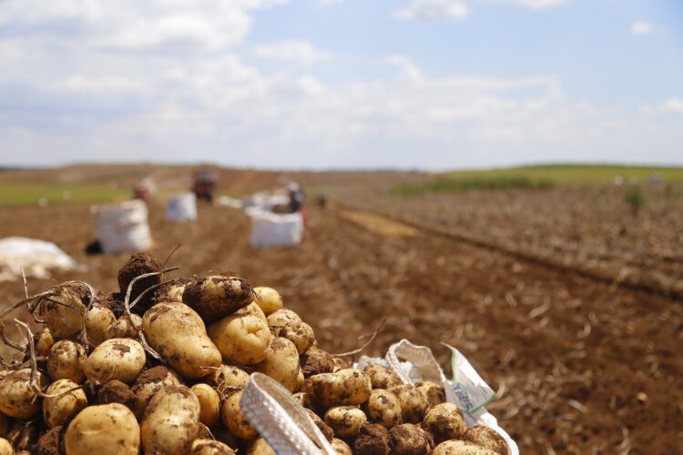 Paraná produzirá 323,7 mil toneladas de batatas  nesta safra; colheita já chegou a 78% da área