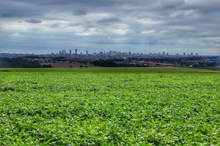 Com expansão de 37%, safra de grãos   deve chegar a 46,6 milhões de toneladas