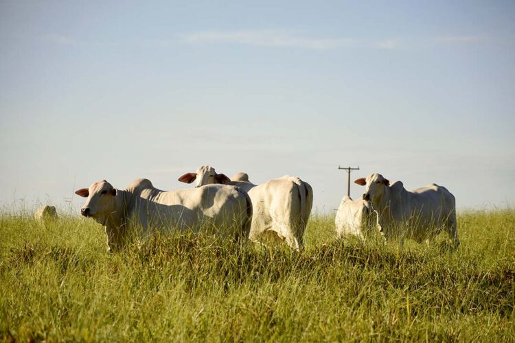 Sete cabeças de gado são furtadas em Paranapoema