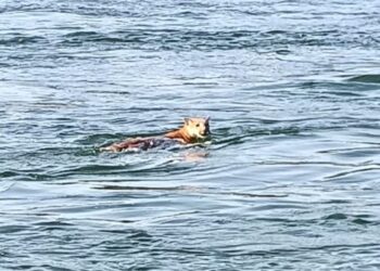 Guia de pesca filma duas onças-pardas atravessando o Rio Paraná no Porto Maringá