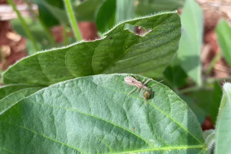 Seminários vão debater resultados de 10 anos do manejo integrado de pragas e doenças