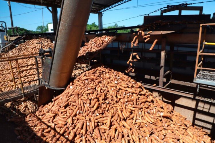 Paraná lidera produção nacional de mandioca com finalidade industrial