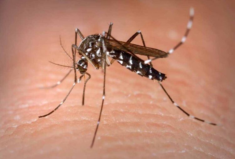 Município de Paranavaí confirma 24 casos de dengue