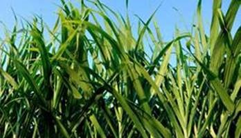 Variações extremas de temperatura afetam a produção de cana-de-açúcar