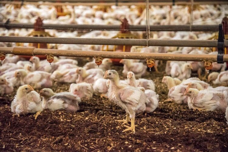 Diante da gripe aviária, setor produtivo enfrenta maior desafio de todos os tempos
