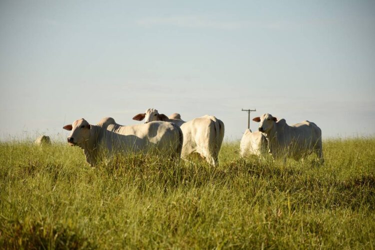 Preço da arroba bovina tem queda de quase 30% em 2023