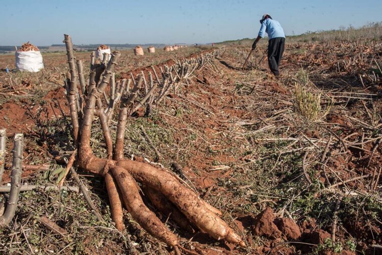 Preço da raiz de mandioca atinge o menor valor do ano e tonelada chega a R$ 665,40