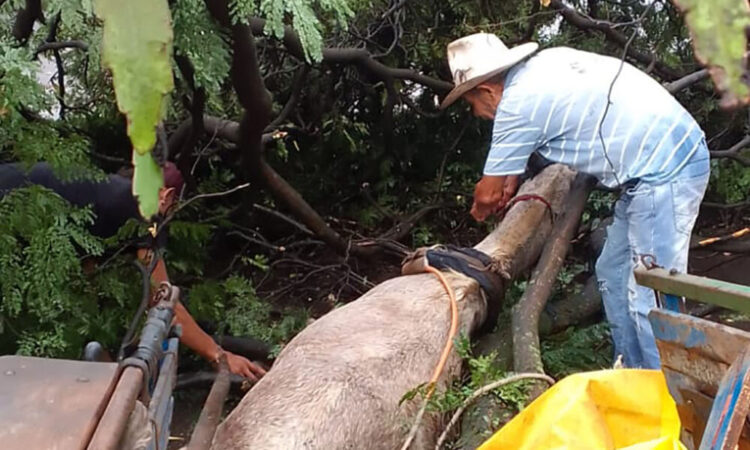 Árvore cai em cima de carroça e cavalo é resgatado com vida