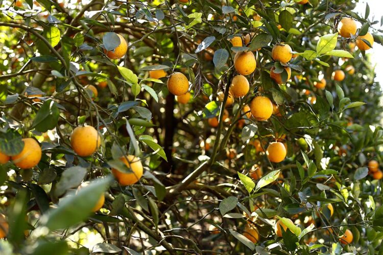 Pior praga da laranja avança e gera risco extremo a pomares brasileiros