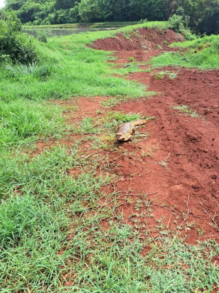 Jacaré de 1,60 m é encontrado dentro de  estação de tratamento de água em Jaguapitã