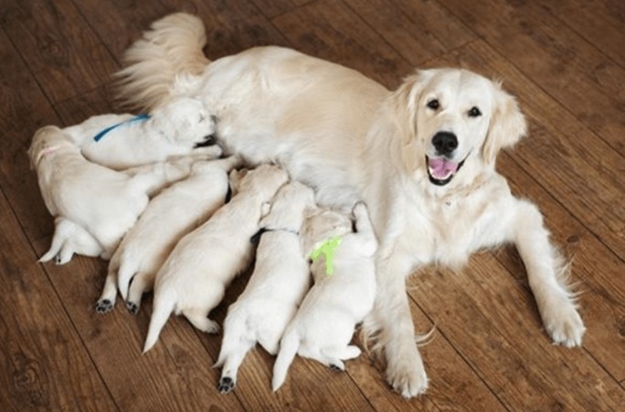 Objetivo é conscientizar sobre prevenção de câncer de mama em cães e gatos
