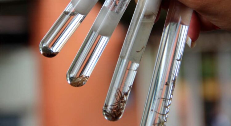 Quarto LIRA do ano tem índice de 3,2 e médio risco de infestação do mosquito