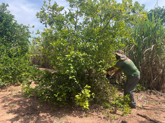 Mais de 1.600 árvores cítricas contaminadas com greening foram erradicadas em Paranavaí