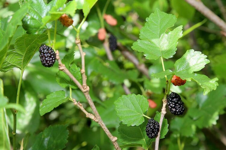 Produção de amora dobrou em dez anos no Paraná