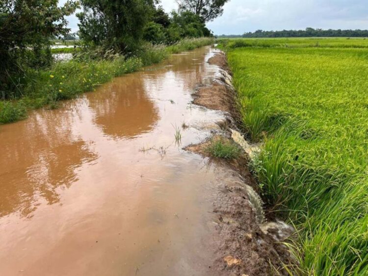 Boletim do IDR-Paraná detalha El Niño em novembro e volume de chuva sobre o campo