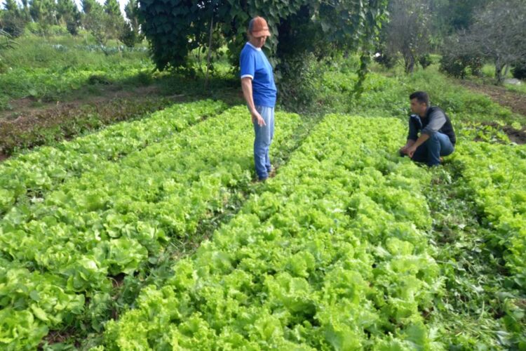 Trabalho de 700 extensionistas impulsiona pesquisa e produção agropecuária no Estado