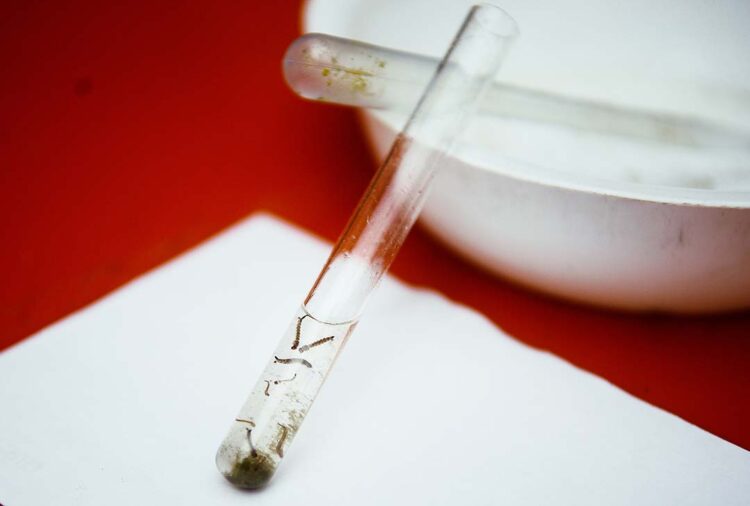 Divulgado último boletim da dengue do ano com 907 novos casos