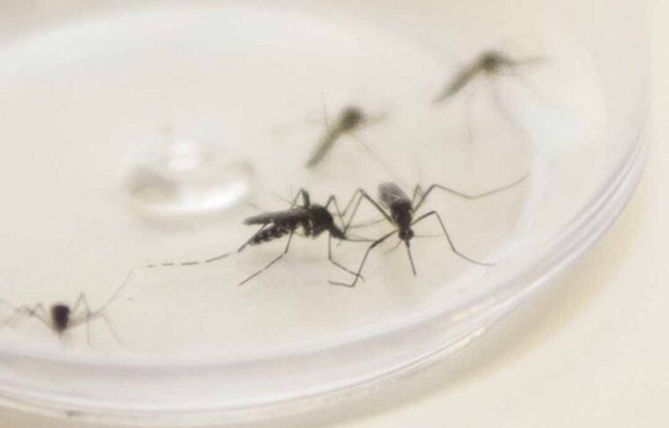 Paranavaí registra 357 casos confirmados de Dengue