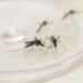 Paranavaí registra 357 casos confirmados de Dengue