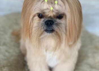 Espaço PET 06 a 08/01