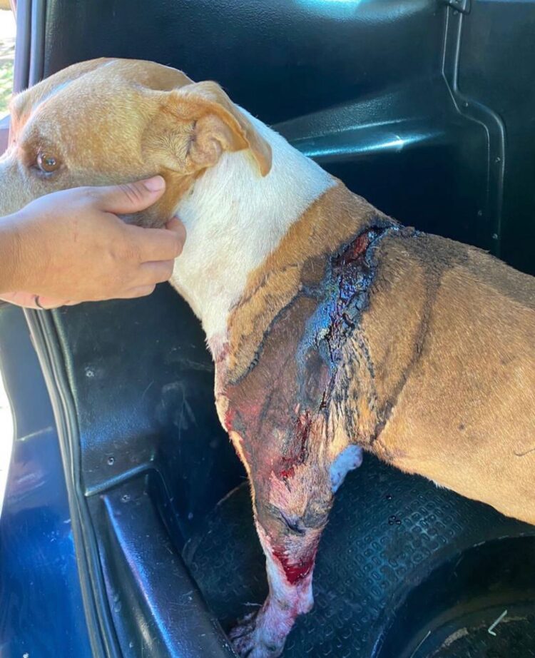 Pitbull leva golpe de machado em Paranavaí; suspeito é procurado pela Polícia