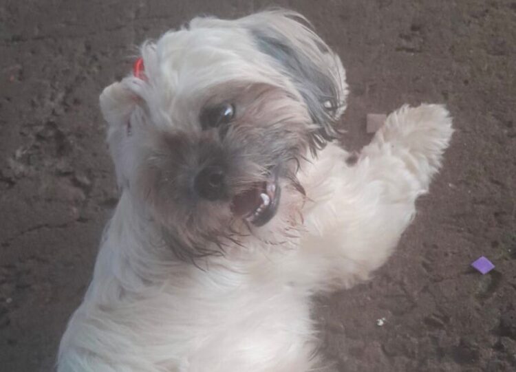 Cachorra está desaparecida desde domingo (28)