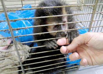 Macaco invade residência e é morto por cachorros