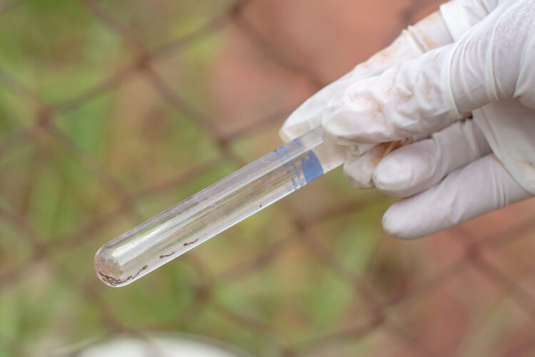 Quatro municípios da região apresentam alto risco de infestação do mosquito da dengue