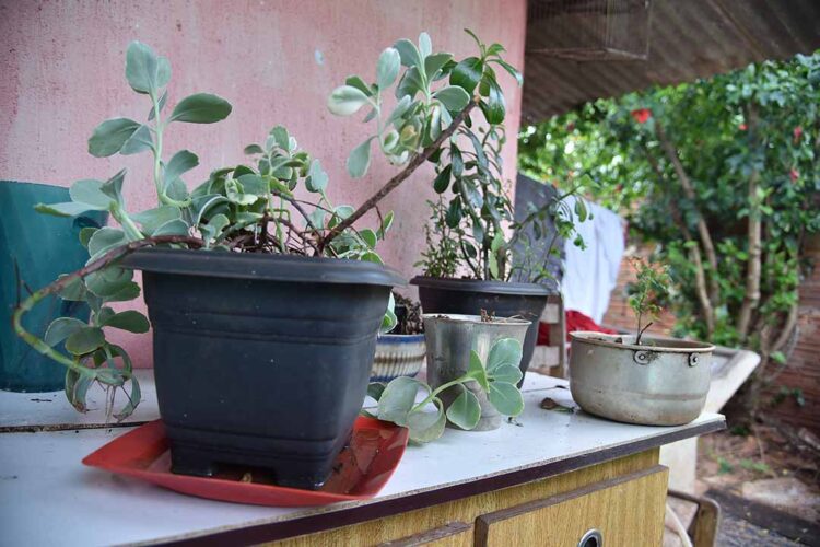 Boletim confirma 7.238 novos casos e dois óbitos por dengue no Paraná