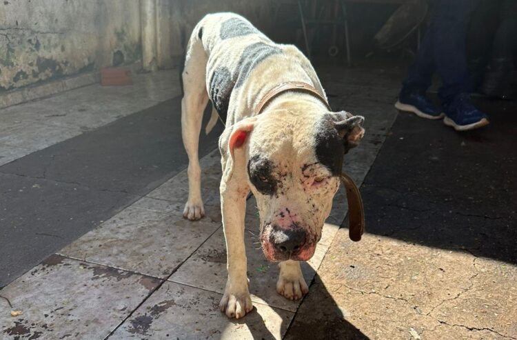 Polícia Civil cumpre prisões por tráfico de drogas e maus tratos de animais em Paranavaí