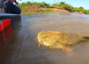 Torneio de Pesca do Jaú será no formato esportiva