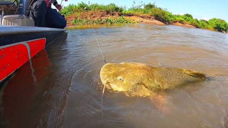 Torneio de Pesca do Jaú será no formato esportiva