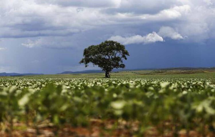 Clima adverso deve reduzir a produção de soja na safra 2023/2024