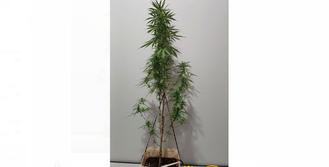 Homem é preso com pé de maconha em Paranavaí