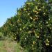 Estoque de suco é o segundo mais baixo em 13 anos e pressiona oferta de laranja