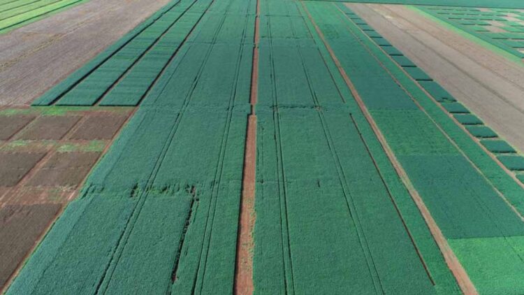 Safra agrícola alcançará 298,3 milhões de toneladas e será 5,4% menor que a de 2023, prevê IBGE