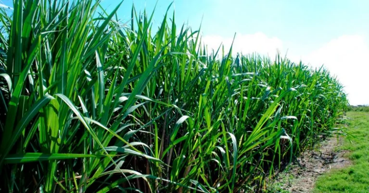 Atraso do plantio aumenta desafios ambientais da cana-de-açúcar na safra 2024/2025